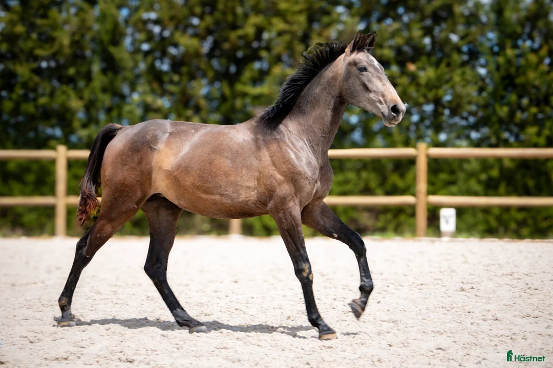 Working Equitation hästar till salu: Lusowarmblood 4-årigt sto - Annons 5
