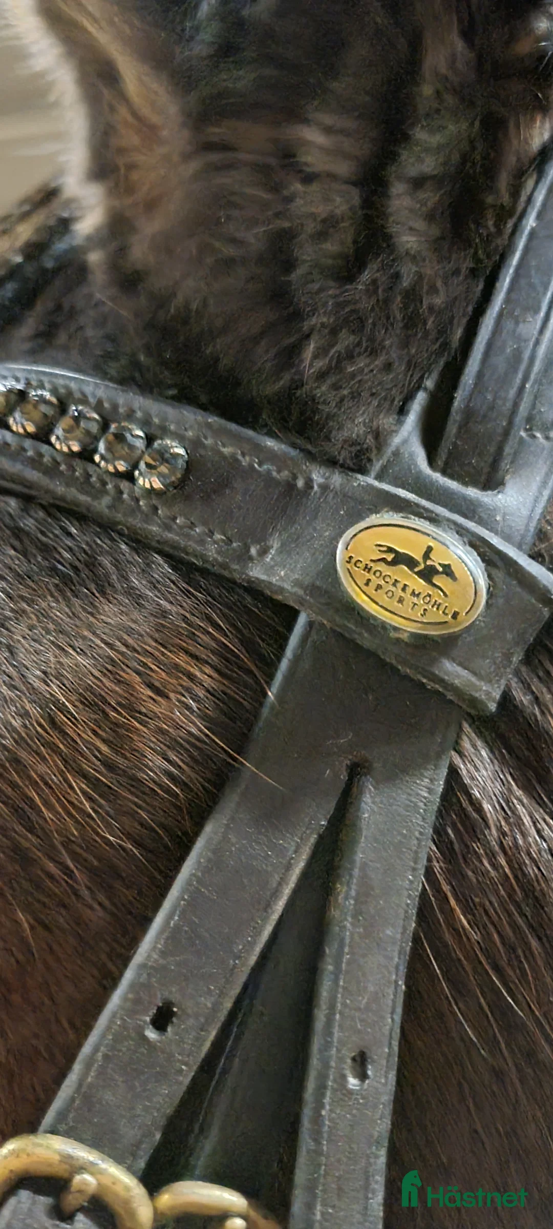 Träns hästutrustning till salu: Mörkbrunt schockemöhle-träns, stl Full - Annons 2