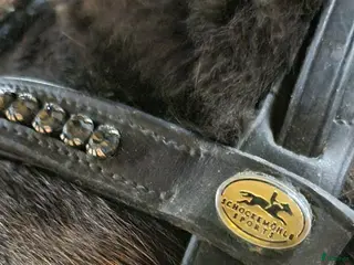 Träns hästutrustning Mörkbrunt schockemöhle-träns, stl Full - Annons 19