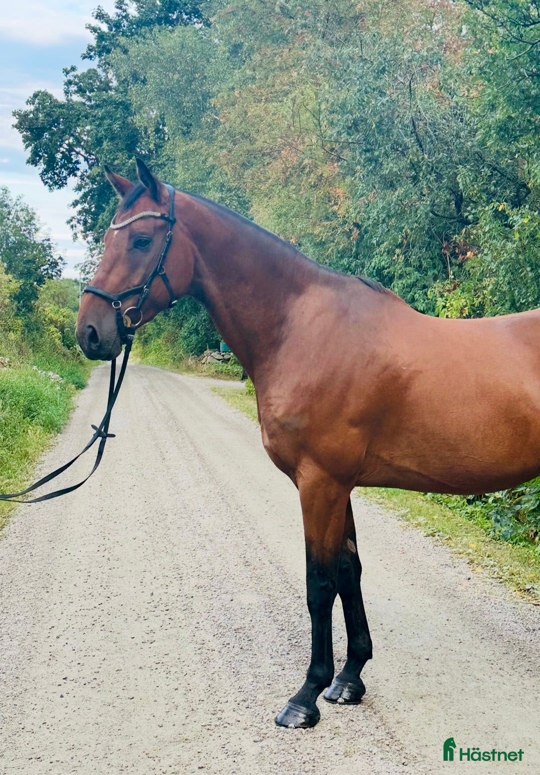 Allround hästar till salu: Fantastisk valack! i Bromölla - Annons 1