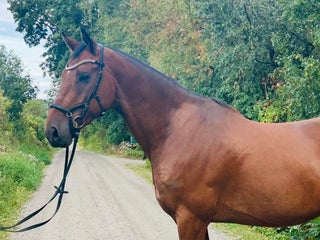 hästar Fantastisk valack! i Bromölla - Annons 17