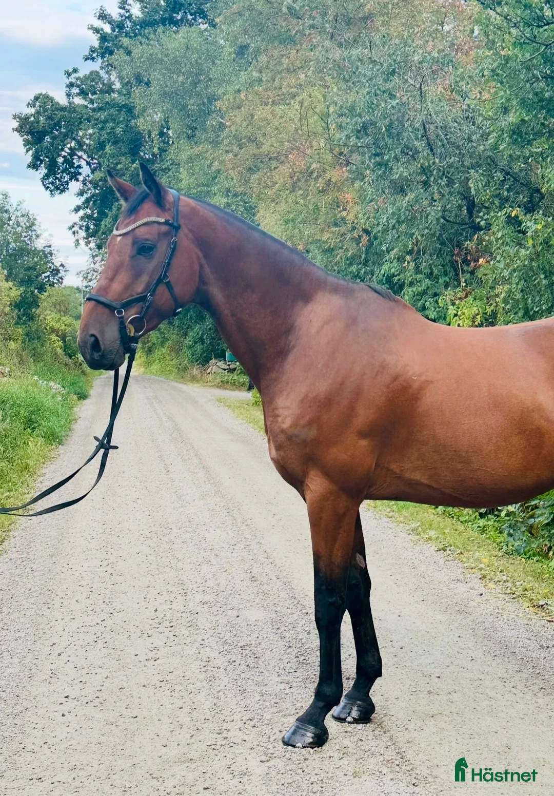 Allround hästar till salu: Fantastisk valack! (Reserverad) i Bromölla - Annons 1