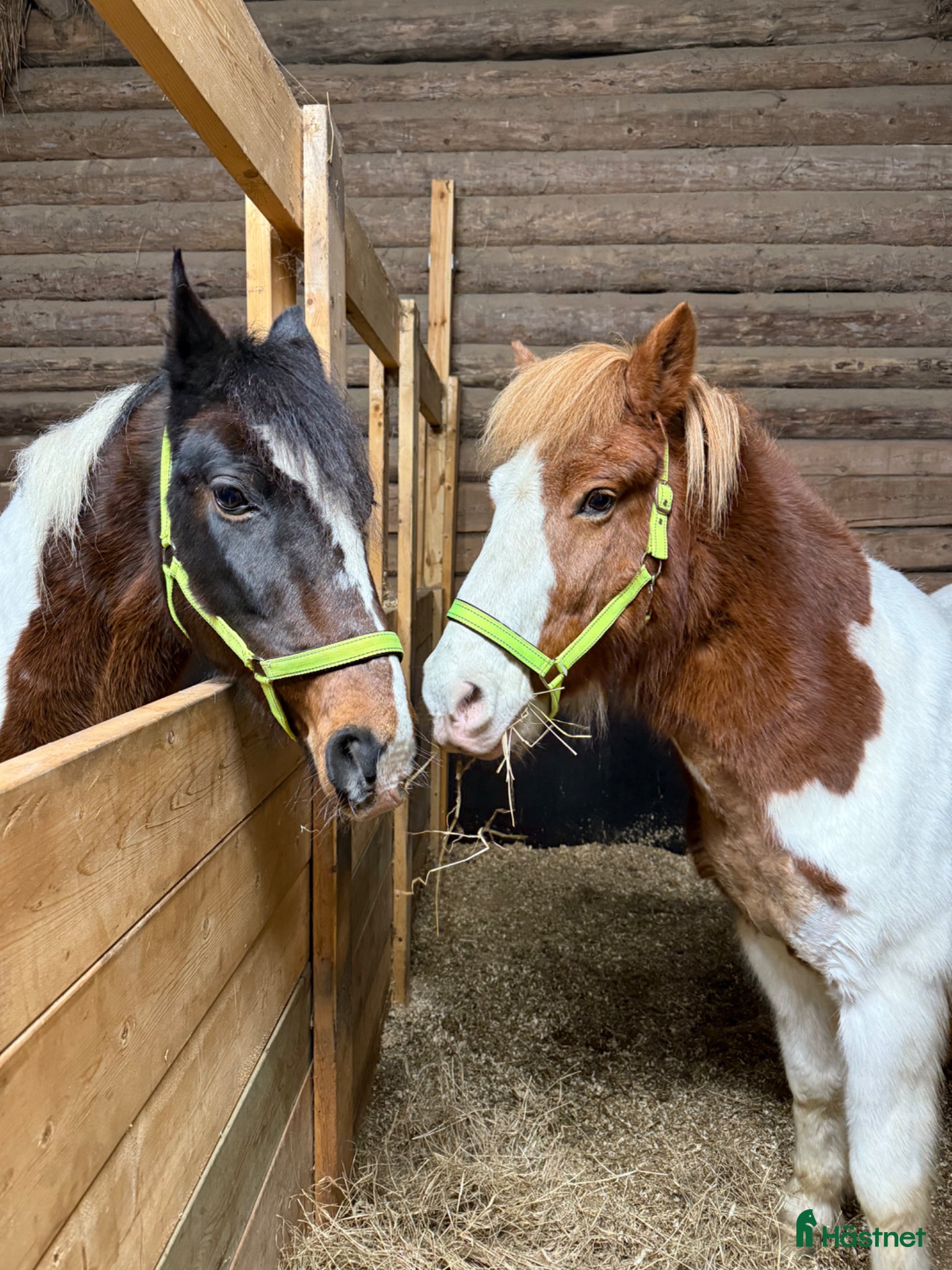  medryttarhäst finnes: Medryttare sökes - Annons 1