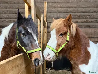 medryttarhäst finnes: Medryttare sökes - Annons 1