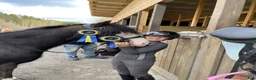 Allround hästar till salu: Diego - läromästare och tävlingsponny! i Bispgården - Annons 4
