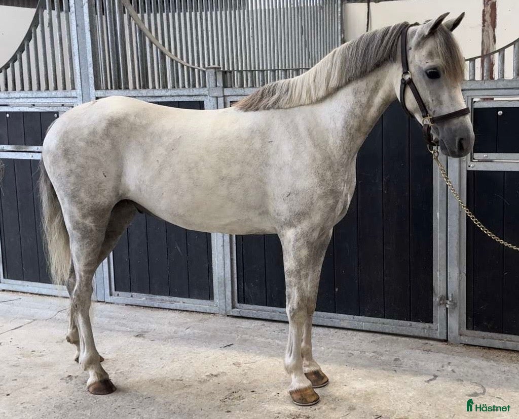  hästar Drömprinsen🌟 i Vellinge - Annons 4