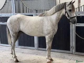 hästar Drömprinsen🌟 i Vellinge - Annons 4