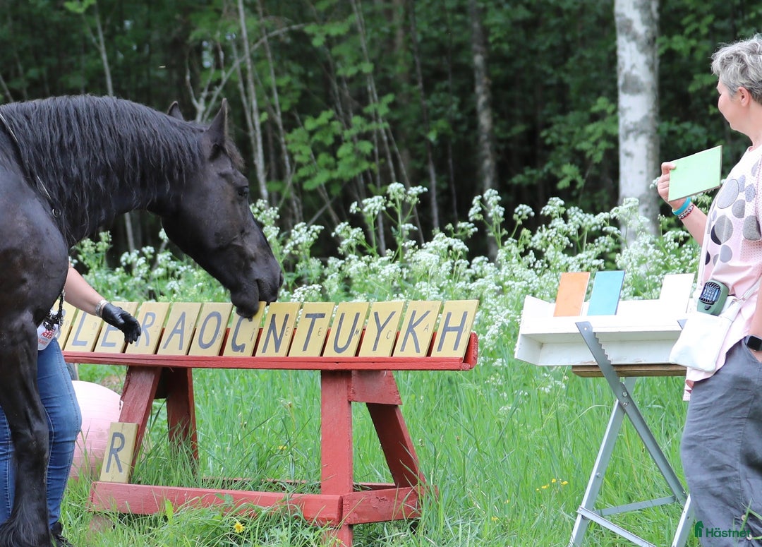 Allround hästar till salu: **Exceptional Horse for Sale** - Annons 5