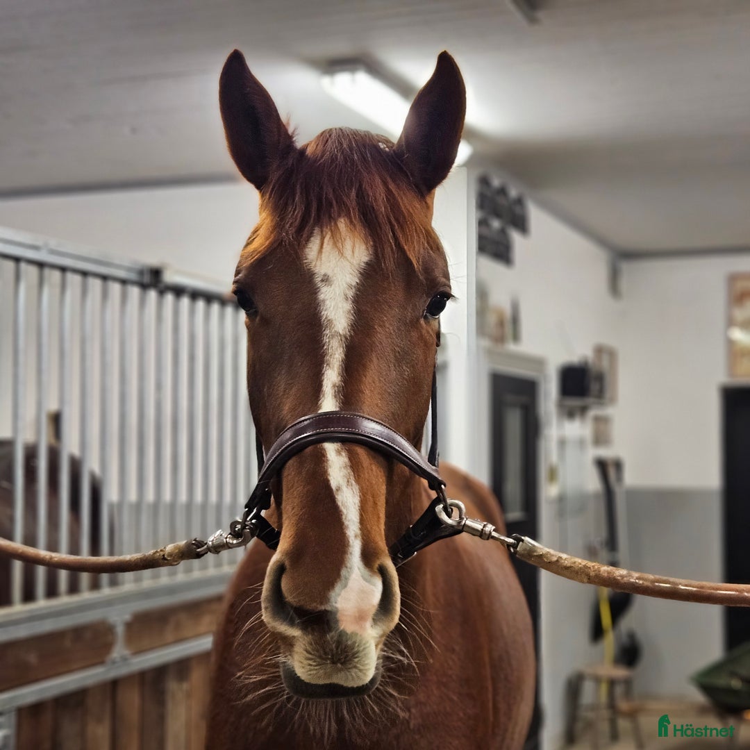 Dressyr hästar till salu: Gångart/Diplomsto -2021 i Örebro - Annons 4