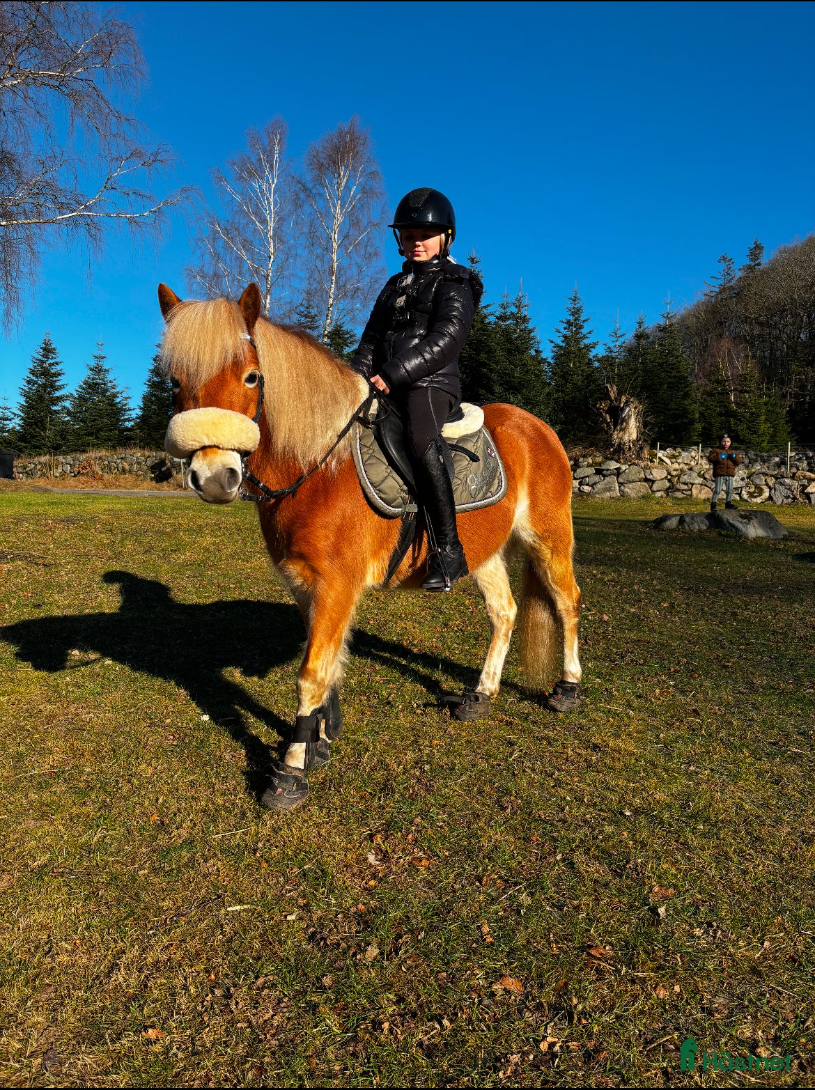  hästar läromästare söker nytt kärleksfullt hem  i Näsum - Annons 9