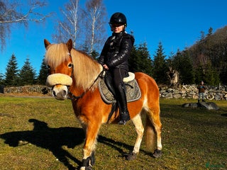 hästar läromästare söker nytt kärleksfullt hem i Näsum - Annons 1