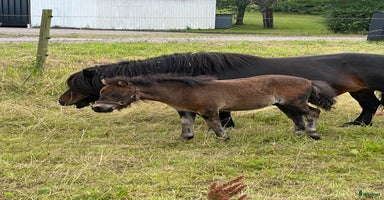  hästar i Vollsjö - Annons 10