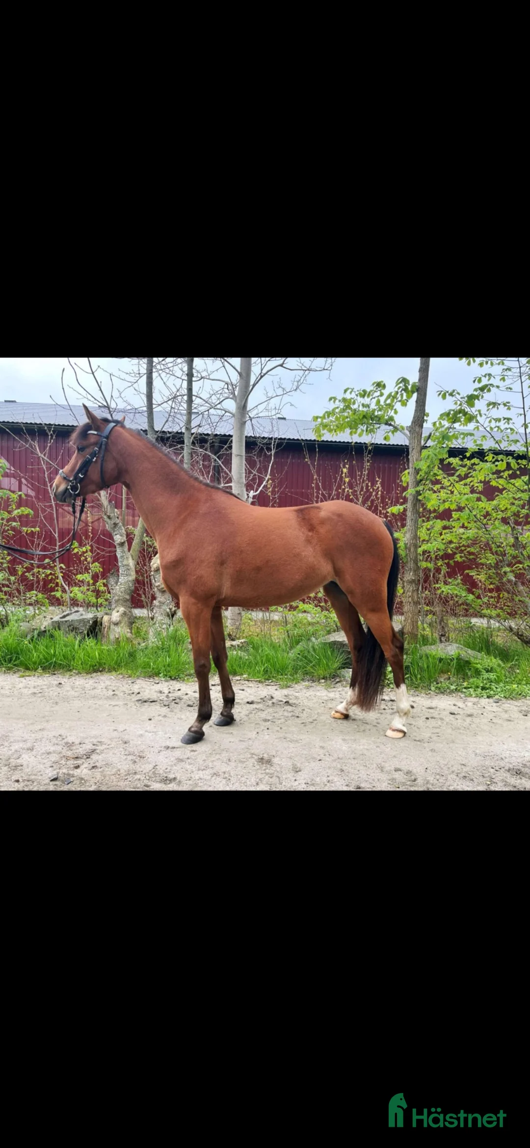 Allround hästar till salu: Minni B ponny sto  - Annons 3