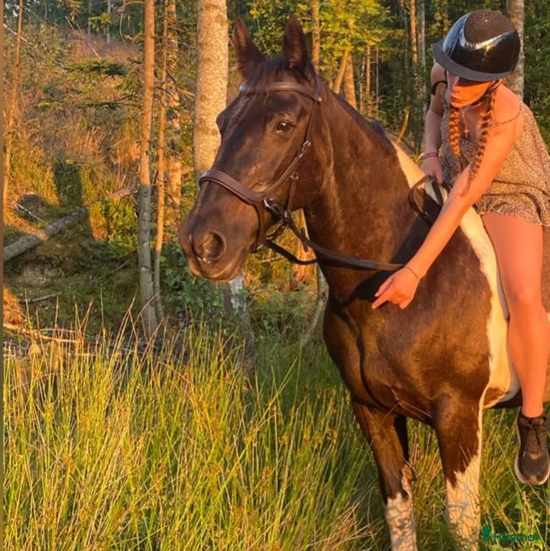 Allround hästar till salu: En bästa vän med fart i  - Annons 1