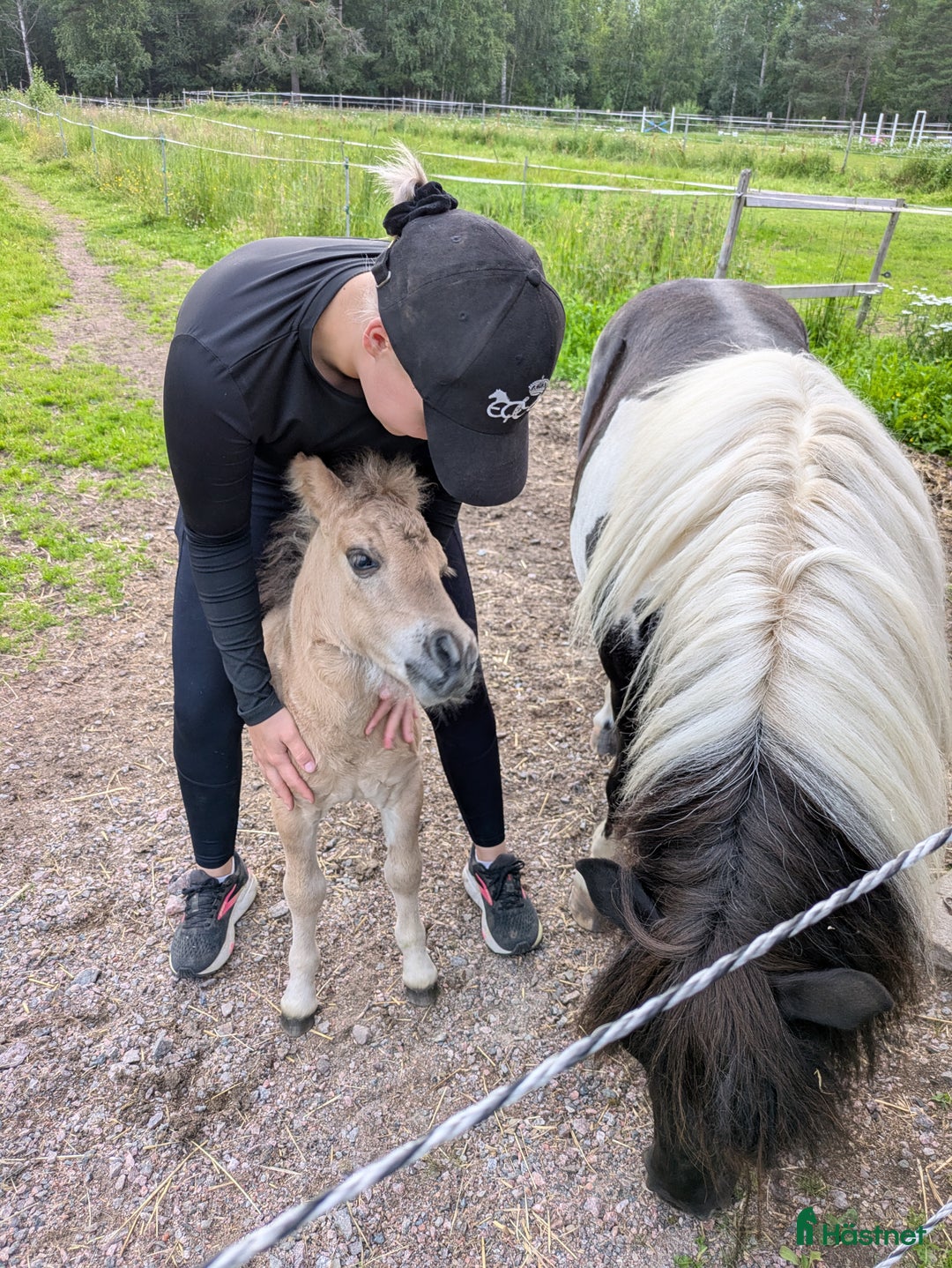 Allround hästar till salu: Härlig kille ! i Edsbyn - Annons 10