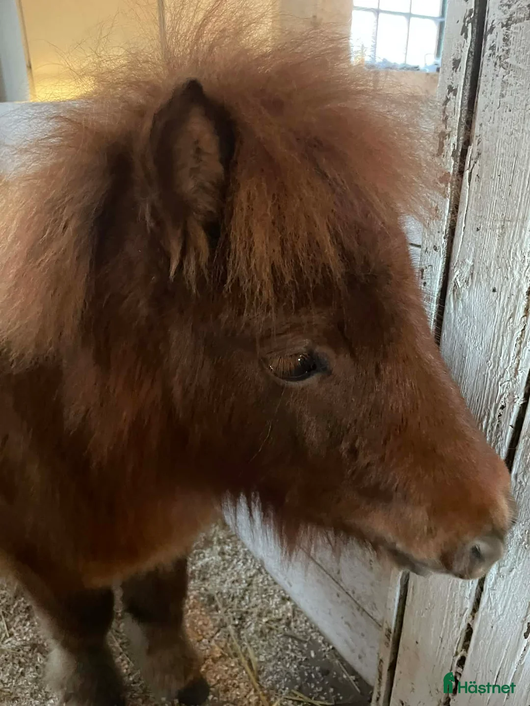 Allround hästar till salu: Söt shettis sto söker nytt hem i Arboga - Annons 2