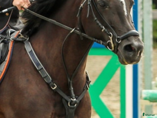 Övrig Hästutrustning hästutrustning till salu: Micklem fortøy i Alvdal - Annons 19