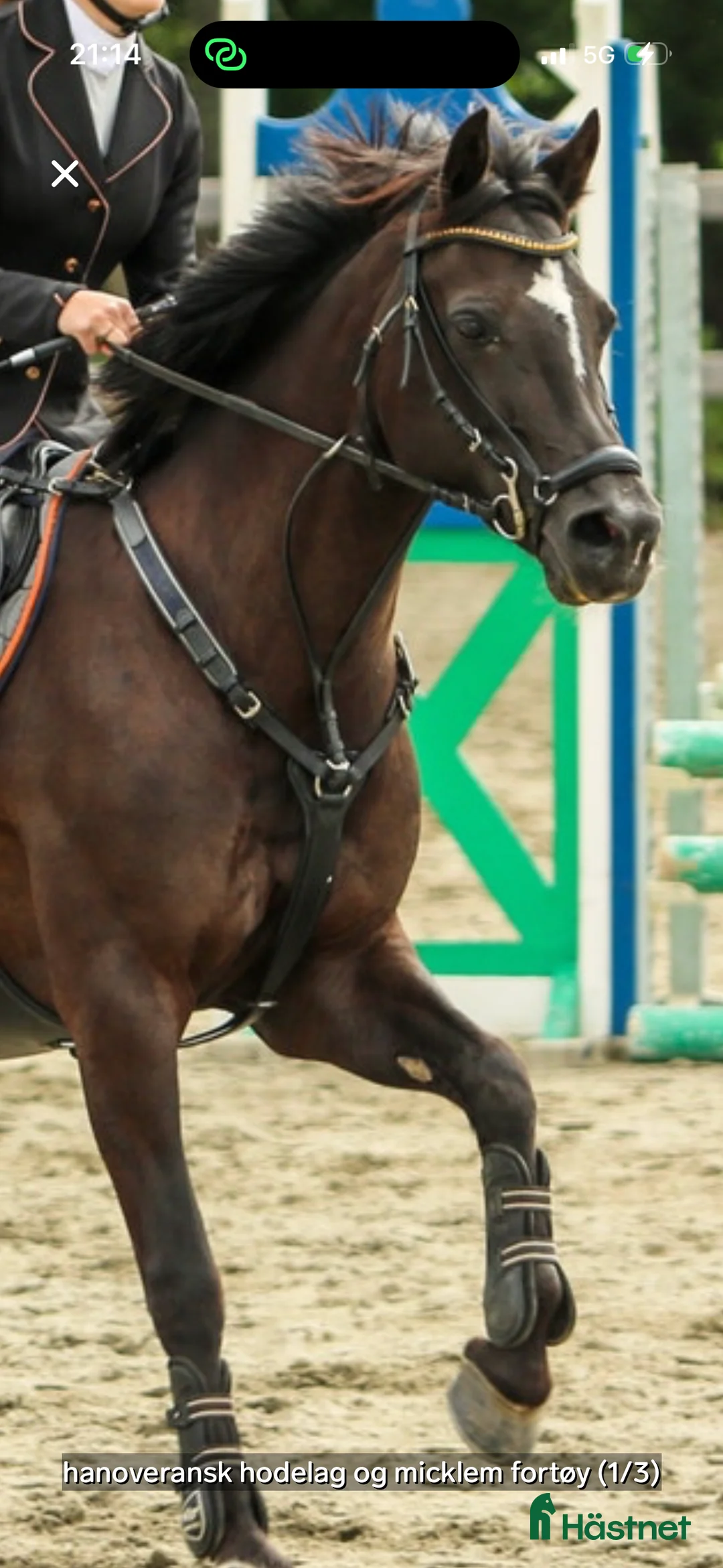 Övrig Hästutrustning hästutrustning till salu: Micklem fortøy i Alvdal - Annons 1