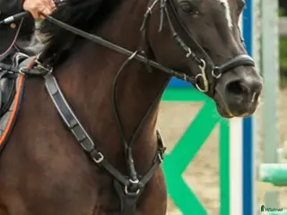 Övrig Hästutrustning hästutrustning Micklem fortøy i Alvdal - Annons 2