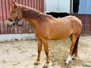 hästar Fin 3-åring - Annons 2
