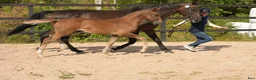 Hoppning hästar till salu: ✨️ Beauty’s Chac Berry ✨️ - Annons 4