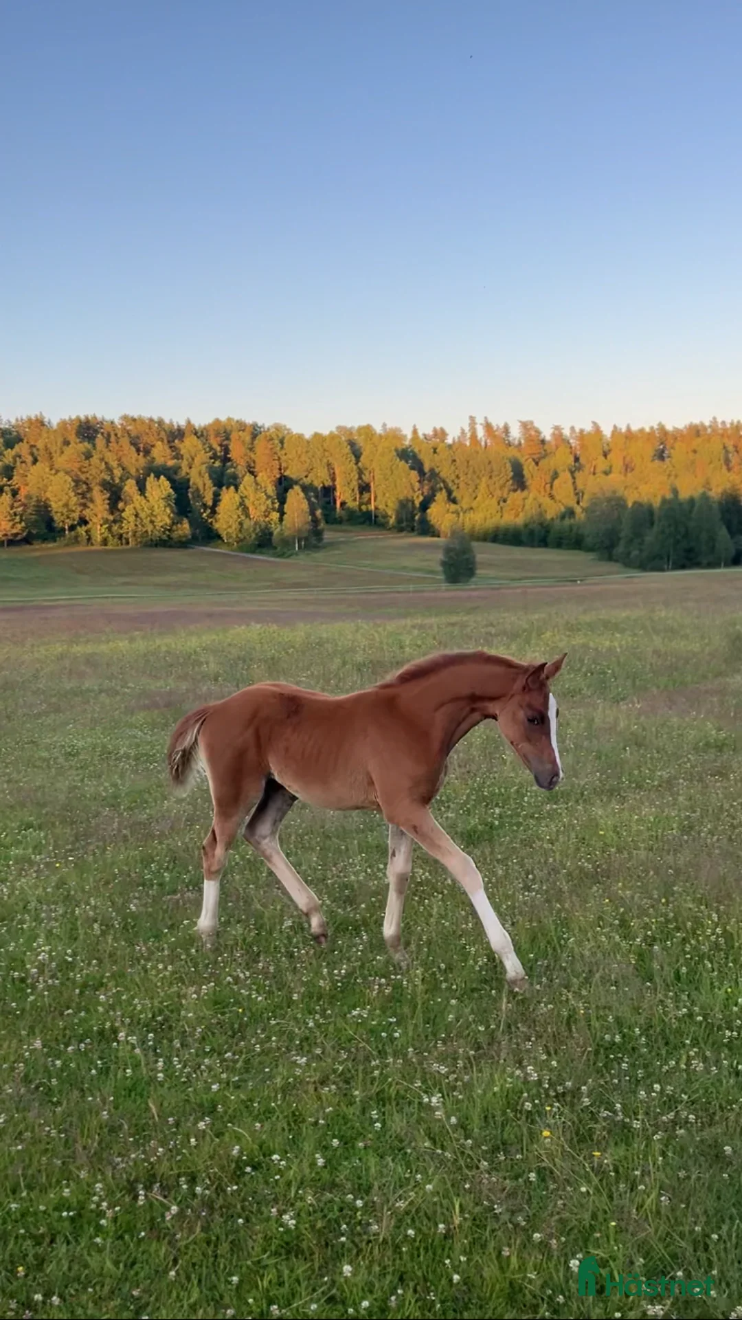 Avelshästar hästar till salu: Avelsto e: Total Hope - Annons 8