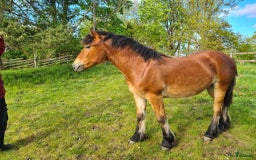 Körning hästar till salu: Mysig kille 1 årig hingst. i Moheda - Bild 6