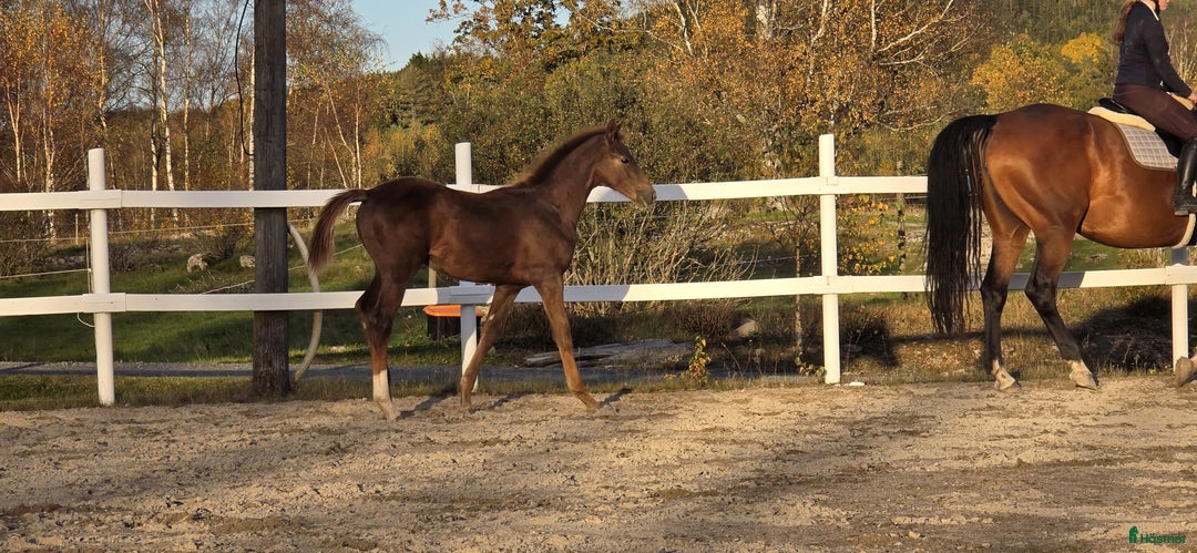 Dressyr hästar till salu: Passa på!! Dressyr löfte med högt meriterad stam! i Veddige - Annons 11