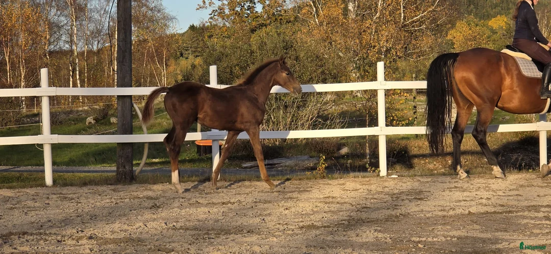 Dressyr hästar till salu: Passa på!! Dressyr löfte med högt meriterad stam! - Annons 14