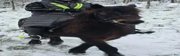  medryttarhäst finnes: Medryttare till Kallblod - Annons 2