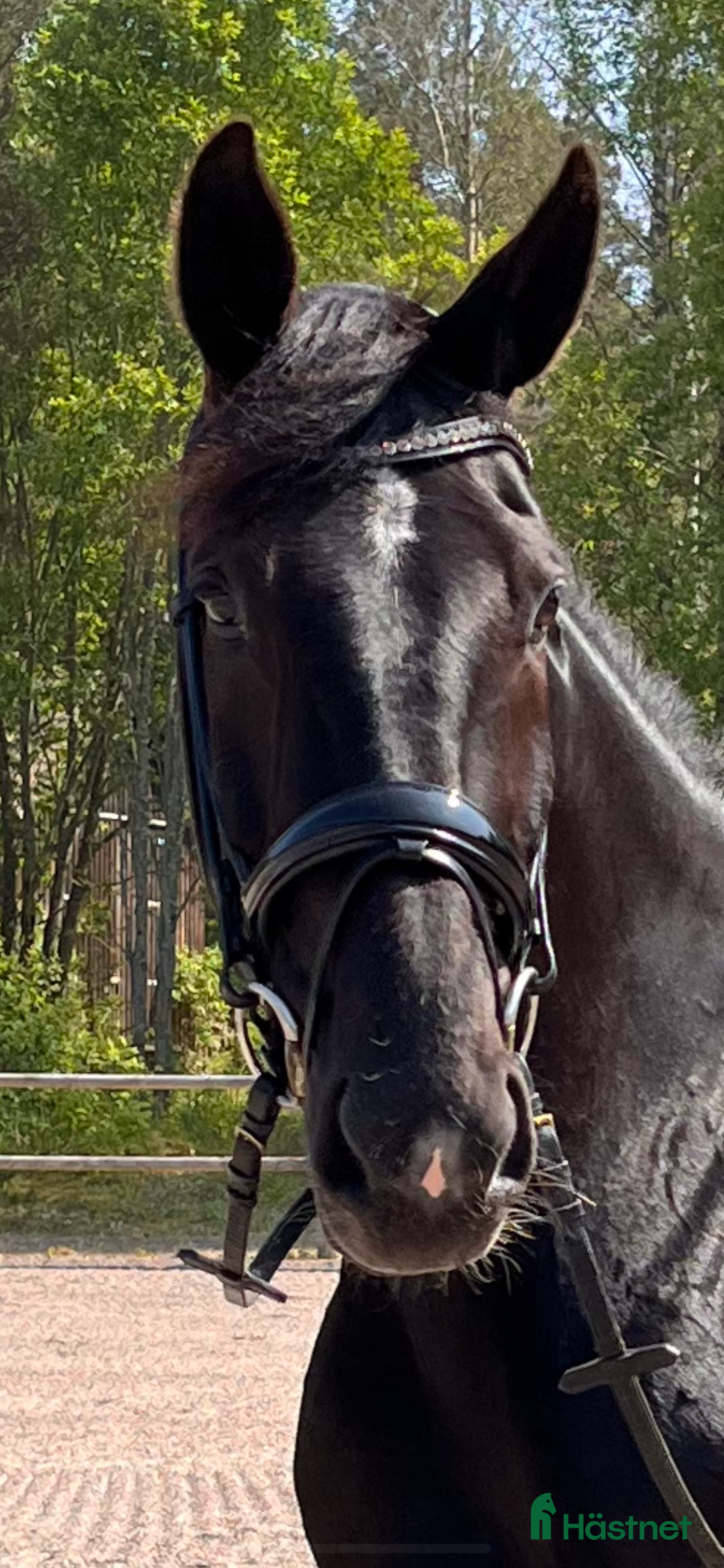 Allround hästar till salu: Blivande ridtravare i Kumla - Annons 1