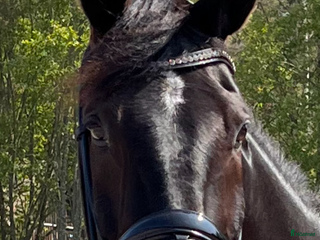 hästar Blivande ridtravare i Kumla - Annons 15