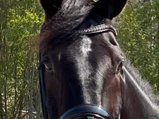 hästar Blivande ridtravare - Annons 17