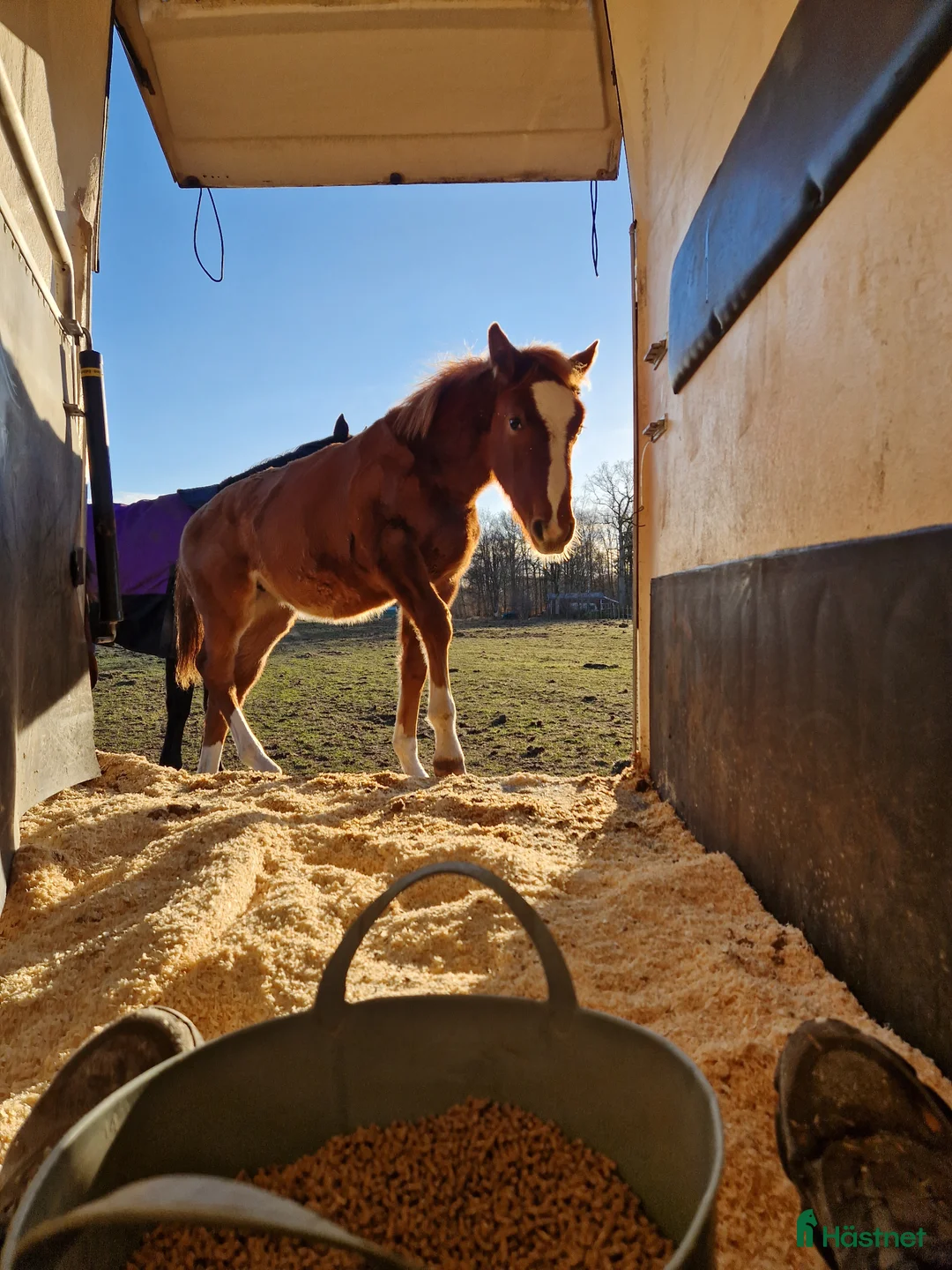 Hoppning hästar till salu: En framtids stjärna  - Annons 2
