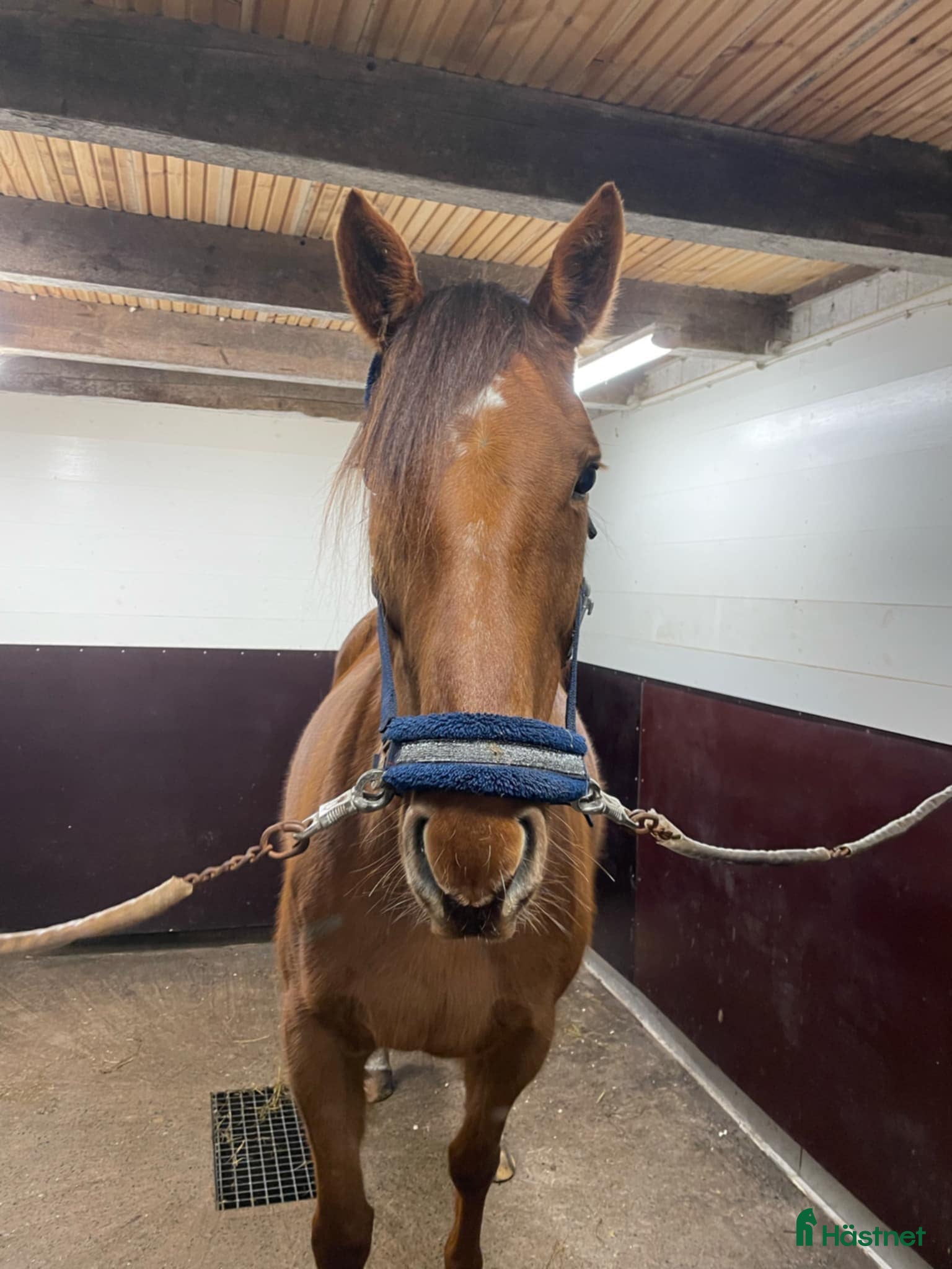  hästar Välstammat fullblodssto i Varberg - Annons 16