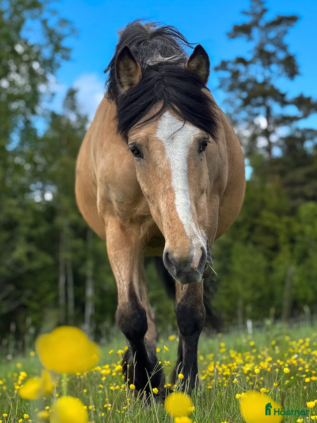 Allround hästar till salu: Fantastisk ridtravare - Annons 3