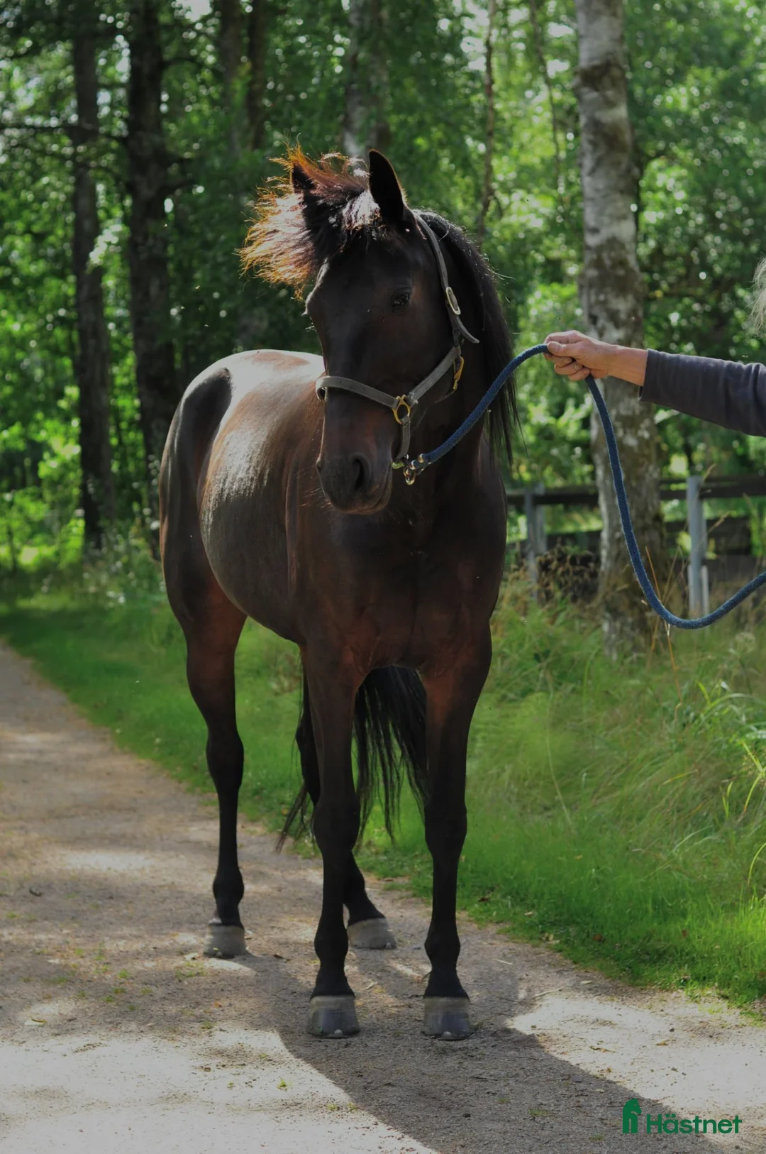 Trav hästar till salu: Starthäst - Annons 6