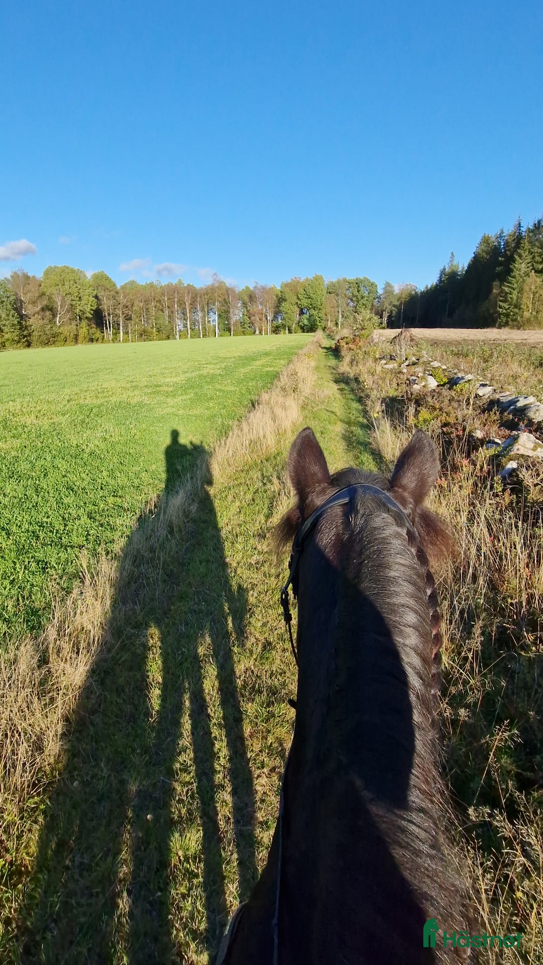  foderhäst finnes: Fodervärd sökes till kallblodstravaren Lisa. 🐴 i Bredared - Annons 4