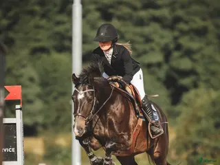 hästar Samarbete sökes! - Annons 8