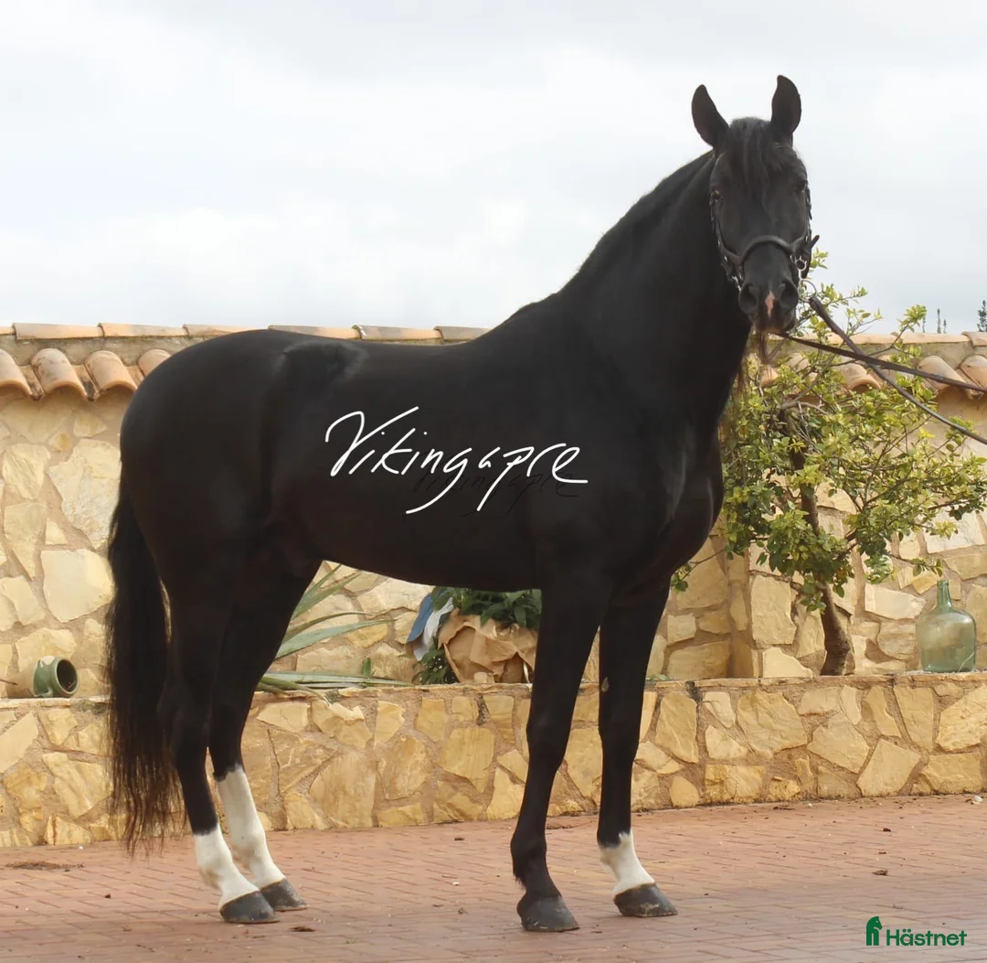 Dressyr hästar till salu: Klassig svart PRE hingst  i Halmstad - Annons 3