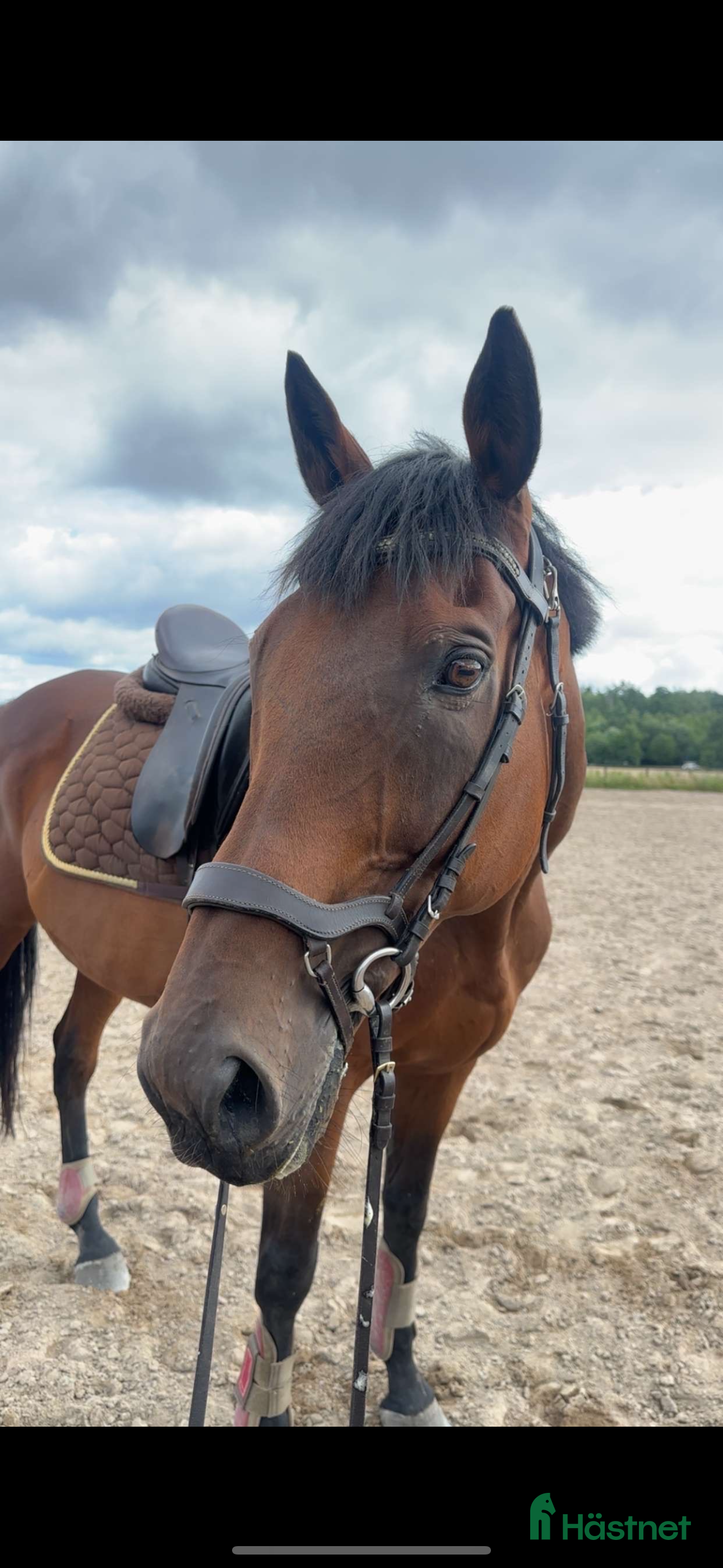  hästar Formbar allroundvalack *nya filmer*  i Uppsala - Annons 19