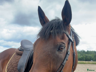 hästar Formbar allroundvalack *nya filmer* i Uppsala - Annons 4