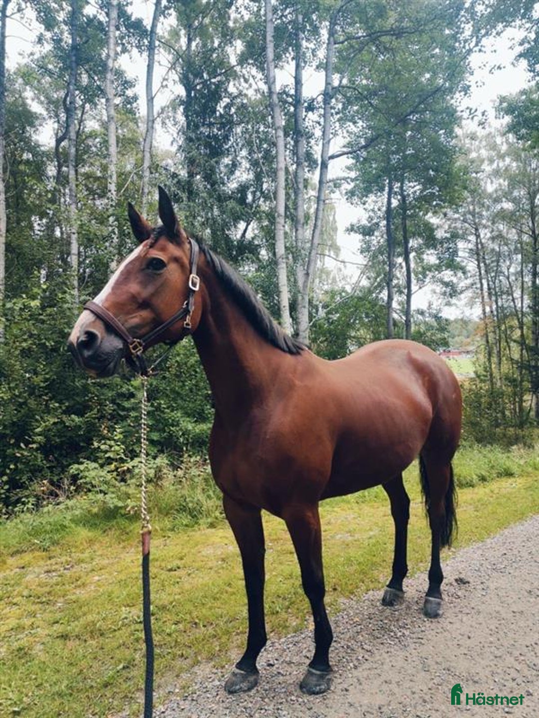 Övrigt hästar till salu: Ridtravare för sällskap eller hobbyridning i Ödsmål - Annons 1