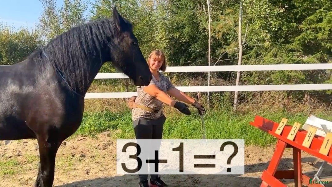 Allround hästar till salu: **Exceptional Horse for Sale** - Annons 26