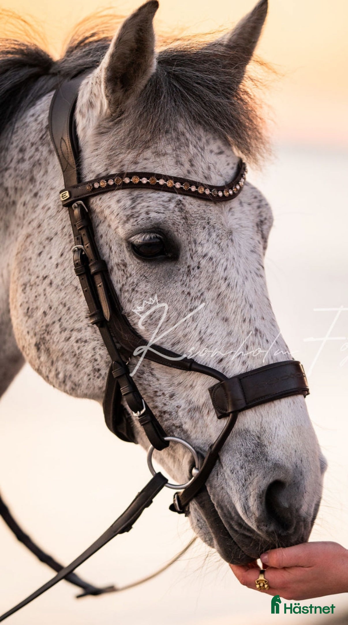 Träns hästutrustning till salu: Ps of Sweden high jump träns  i Åkarp - Annons 3