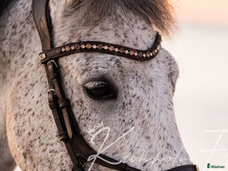 Träns hästutrustning till salu: Ps of Sweden high jump träns i Åkarp - Annons 2