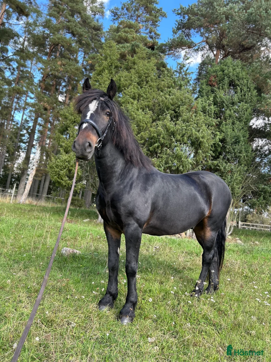 Allround hästar till salu: Fantastik häst - Annons 4