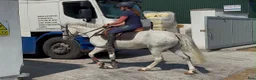 Allround hästar till salu: Quality D pony - Annons 10