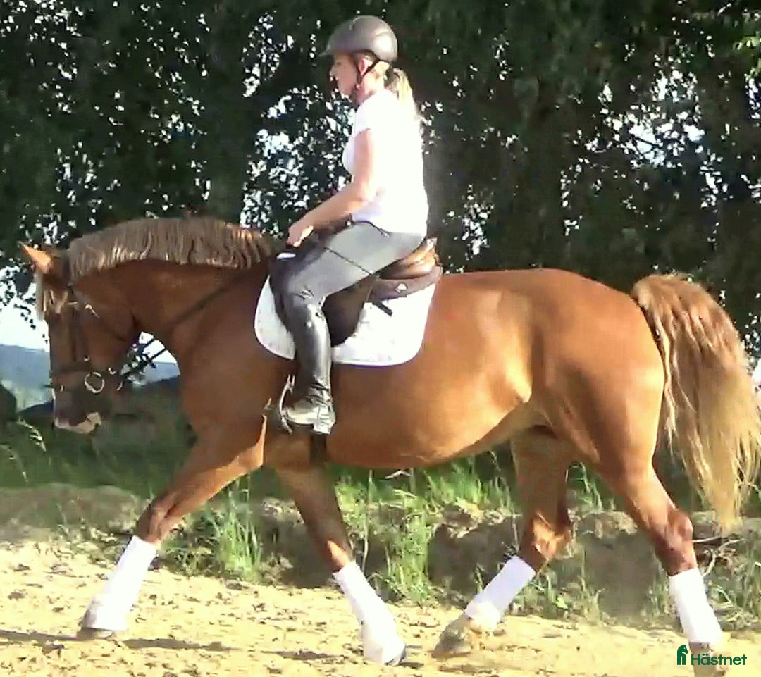 Allround hästar till salu: Fantastic bombproof Princess i Örsundsbro - Annons 17