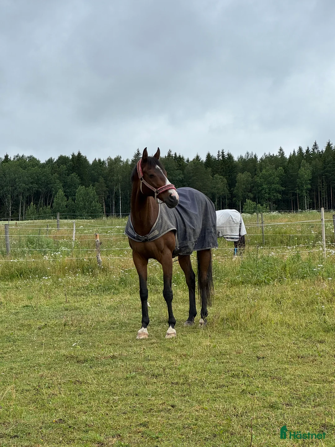 Sällskap hästar till salu: Sällskapshäst i Grödinge - Annons 4